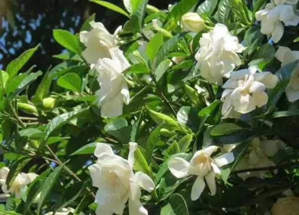 5 seeds Gardenia Seeds Cape Jasmine Flower Seeds Fragrant Flowers Garden Flower Plants Seeds Pot Planting Ornamental