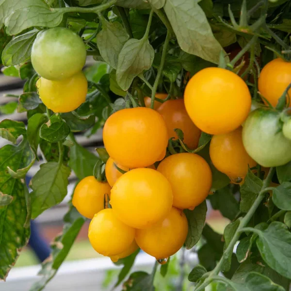 Super Rare Heirloom Tiny Tim Yellow Tomato seeds 30 seed Pot Friendly Tumbling Tom Mango Garden