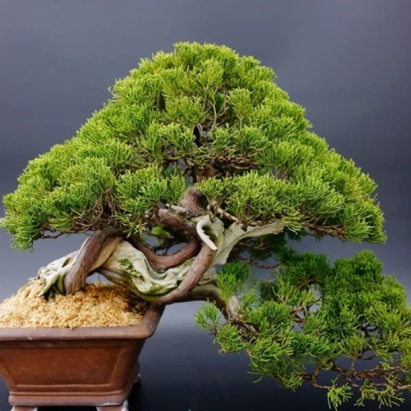 1babadc466060b82e13466c14d231905.webp Japanese White Pine Pinus Bonsai Seeds 20pcs Potted Plants Ornamental Bonsai Tree Live Plants Indoor Air Plant