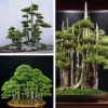 2be10afe5f3a6f1a15ea2c385f7c5088.webp Japanese White Pine Pinus Bonsai Seeds 20pcs Potted Plants Ornamental Bonsai Tree Live Plants Indoor Air Plant