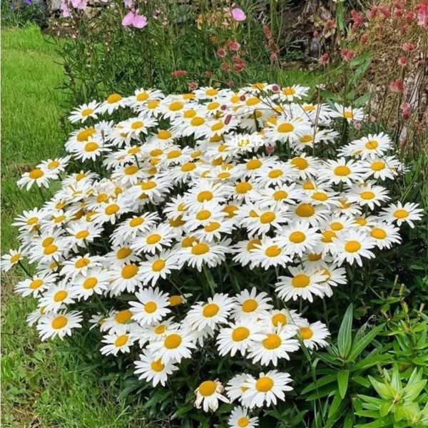 588f89740e034fe4836146360784fa74.webp Big Leucanthenum 80pcs Flower Seed