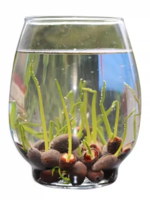 5ff83999b6a4b371f9953d1e475bdf0e.webp Ready Stock 25Pcs Bowl Lotus Seed Water Lily Mix Flower Seeds Bonsai Pot Garden Plant Dwarf Benih Lotus