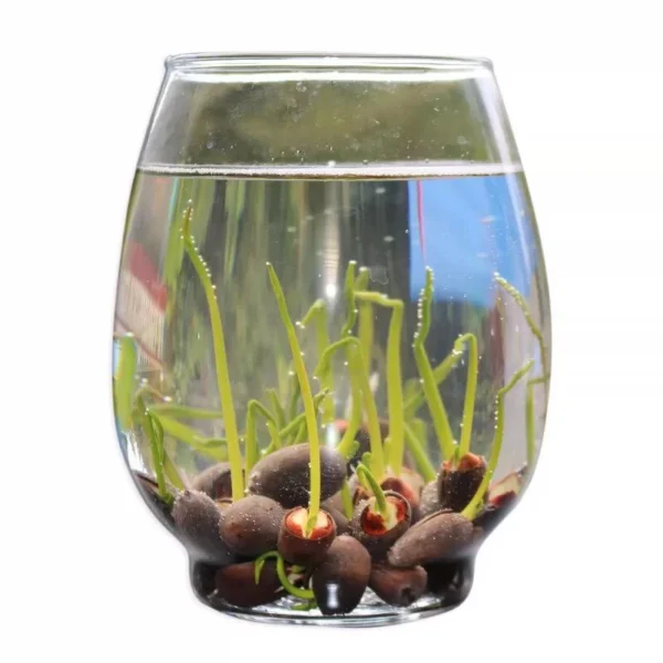 5ff83999b6a4b371f9953d1e475bdf0e.webp Ready Stock 25Pcs Bowl Lotus Seed Water Lily Mix Flower Seeds Bonsai Pot Garden Plant Dwarf Benih Lotus