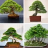 606686327daf5d27e8a5d70ba99ee2aa.webp Japanese White Pine Pinus Bonsai Seeds 20pcs Potted Plants Ornamental Bonsai Tree Live Plants Indoor Air Plant