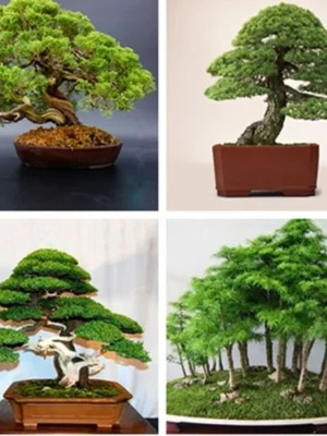 606686327daf5d27e8a5d70ba99ee2aa.webp Japanese White Pine Pinus Bonsai Seeds 20pcs Potted Plants Ornamental Bonsai Tree Live Plants Indoor Air Plant