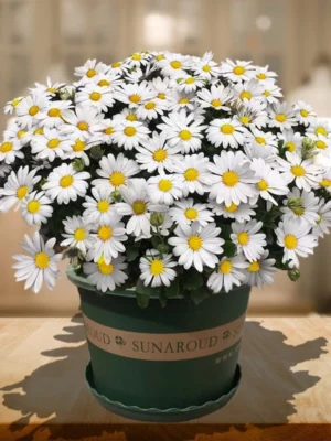 6205a621bf2d3ea8567718b9d1771b1b.webp Big Leucanthenum 80pcs Flower Seed