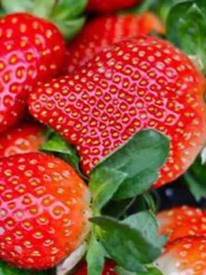 76292cadf02f3a11adaac9fc13458ad3.webp 50 Pcs Bag Very Rare Giant Balcony Potted Plantation Cream Strawberry Seeds Fruit Bonsai