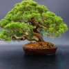 7ba4ba09c1e07c92ea36f3bbd948ce6c.webp Japanese White Pine Pinus Bonsai Seeds 20pcs Potted Plants Ornamental Bonsai Tree Live Plants Indoor Air Plant