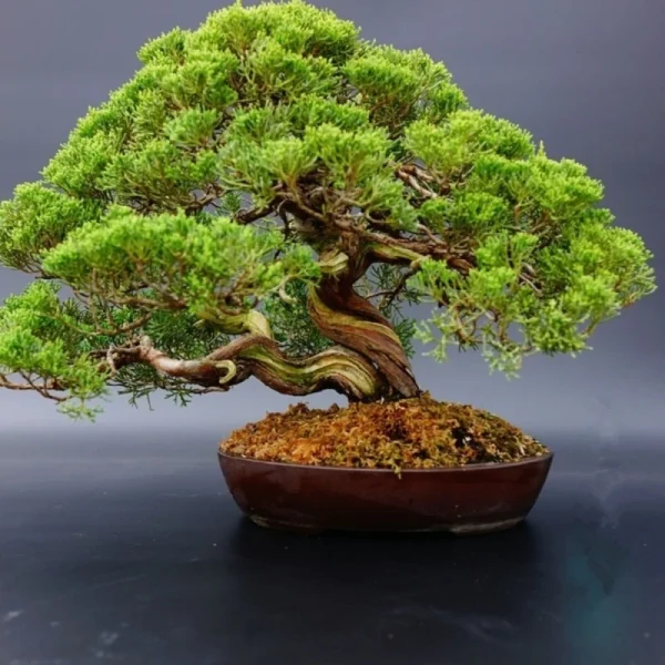 7ba4ba09c1e07c92ea36f3bbd948ce6c.webp Japanese White Pine Pinus Bonsai Seeds 20pcs Potted Plants Ornamental Bonsai Tree Live Plants Indoor Air Plant