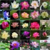 8f8ab05ecc77c72e2d162b4c45003ce7.webp Ready Stock 25Pcs Bowl Lotus Seed Water Lily Mix Flower Seeds Bonsai Pot Garden Plant Dwarf Benih Lotus