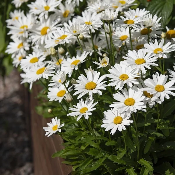 a5bd8c014e774377afd3bbeed1f01d7b.webp Big Leucanthenum 80pcs Flower Seed