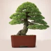 abc0c818da0a8f98e51182e3dbb07504.webp Japanese White Pine Pinus Bonsai Seeds 20pcs Potted Plants Ornamental Bonsai Tree Live Plants Indoor Air Plant