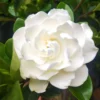5 seeds Gardenia Seeds Cape Jasmine Flower Seeds Fragrant Flowers Garden Flower Plants Seeds Pot Planting Ornamental