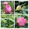 b6890150fd0a88678ce813d9690bf0b5.webp Ready Stock 25Pcs Bowl Lotus Seed Water Lily Mix Flower Seeds Bonsai Pot Garden Plant Dwarf Benih Lotus