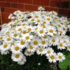 f767f8479de4060d9fff4ffe23cac9a8.webp Big Leucanthenum 80pcs Flower Seed