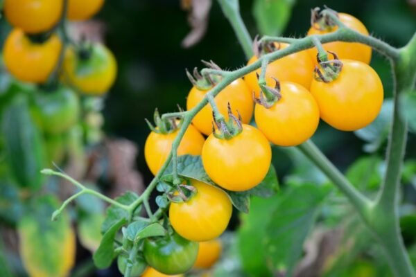 Super Rare Heirloom Tiny Tim Yellow Tomato seeds 30 seed Pot Friendly Tumbling Tom Mango Garden