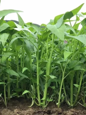 sg-11134201-22110-8ya17ac4ofjv16.webp Hybrid F1 three stalks Big Leaf Kangkung Seeds