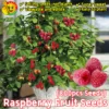 sg-11134201-7rau3-madmimc1p2lfe6.webp Top Sold 100 Fresh 800pcs Sweet Raspberry Fruit Seeds for Sale