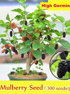 sg-11134201-7rbki-llemqk6hkoqd1a.webp 100 Original Rare Mulberry Seeds Tree Seeds for Planting 300 Seeds Per Pack