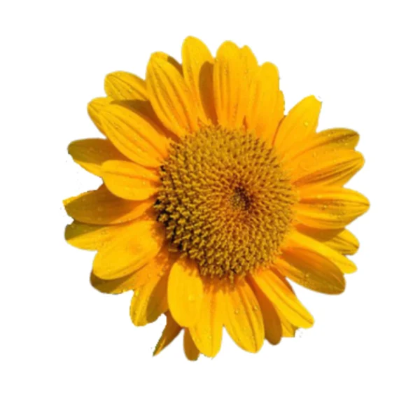 sg-11134201-7ren9-m2c4585ddvfa3f.webp Matahari Sunflower Seeds Flower Plant Seed 20 seeds