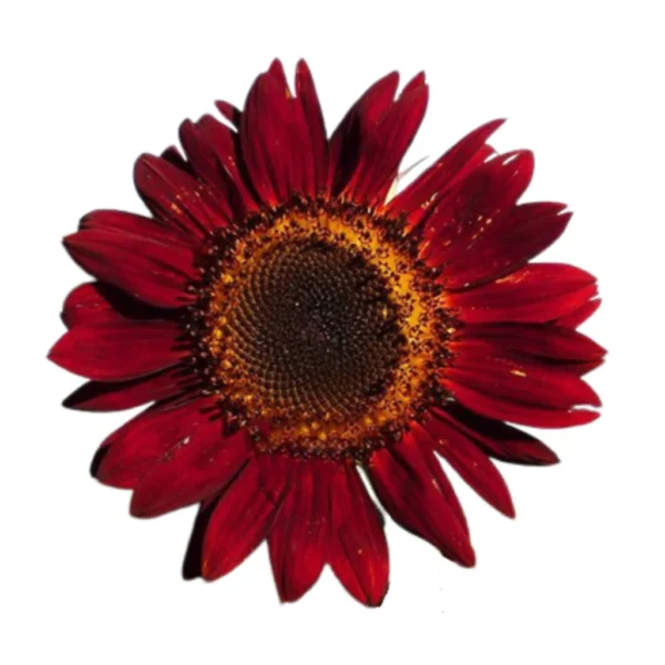 sg-11134201-7renb-m2c456r5fd5i15.webp Matahari Sunflower Seeds Flower Plant Seed 20 seeds