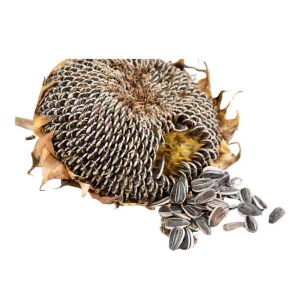 sg-11134201-7renu-m2c454pcfd9m9b.webp Matahari Sunflower Seeds Flower Plant Seed 20 seeds