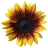 sg-11134201-7reo0-m2c457csjpdn42.webp Matahari Sunflower Seeds Flower Plant Seed 20 seeds