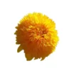 sg-11134201-7reoe-m2c4567g87aw39.webp Matahari Sunflower Seeds Flower Plant Seed 20 seeds