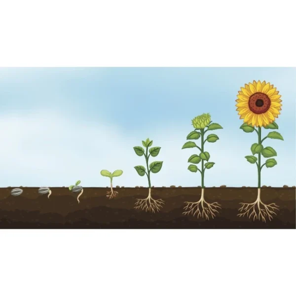 sg-11134201-7repf-m2c454fmwdxx9b.webp Matahari Sunflower Seeds Flower Plant Seed 20 seeds