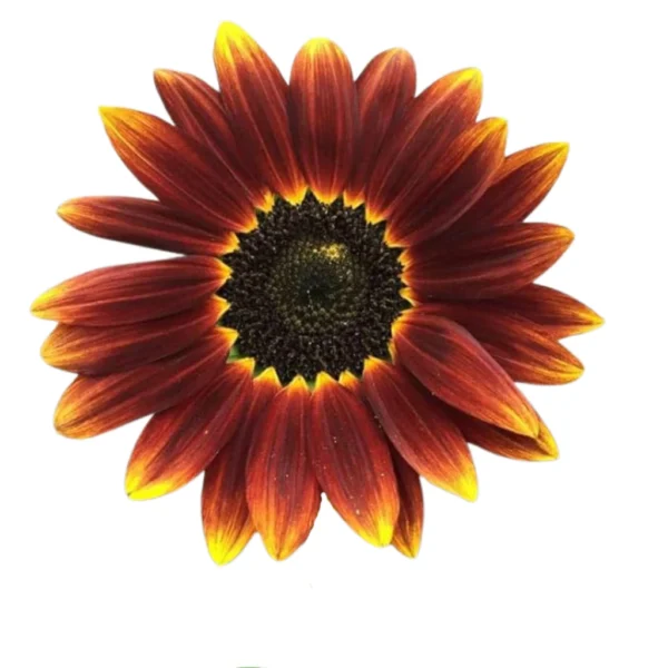 sg-11134201-7reps-m2c458n4qp43b2.webp Matahari Sunflower Seeds Flower Plant Seed 20 seeds