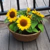 sg-11134201-7repz-m2c456d002yg26.webp Matahari Sunflower Seeds Flower Plant Seed 20 seeds