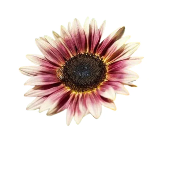 sg-11134201-7req0-m2c455xqqm5165.webp Matahari Sunflower Seeds Flower Plant Seed 20 seeds