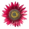 sg-11134201-7req1-m2c457s21l2w07.webp Matahari Sunflower Seeds Flower Plant Seed 20 seeds