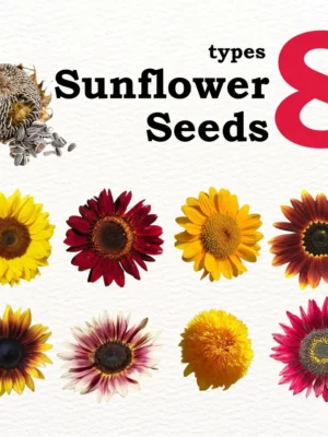 sg-11134201-7req3-m2c453byfnpcd0.webp Matahari Sunflower Seeds Flower Plant Seed 20 seeds