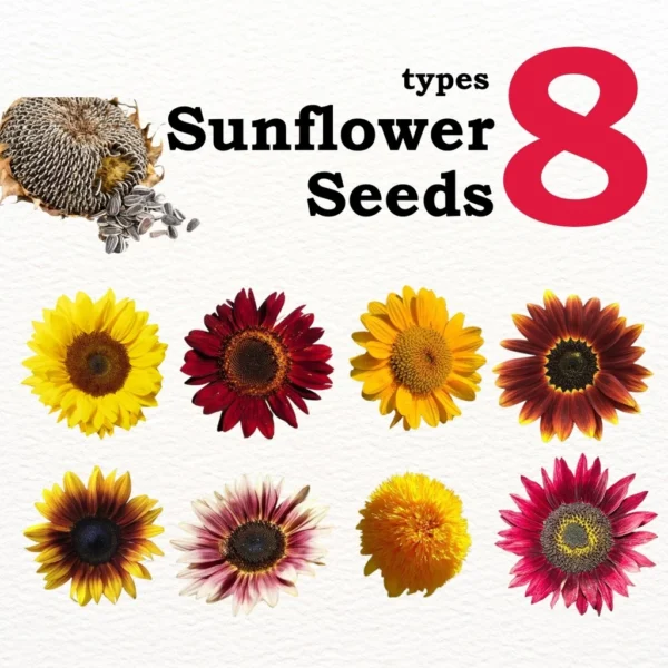 sg-11134201-7req3-m2c453byfnpcd0.webp Matahari Sunflower Seeds Flower Plant Seed 20 seeds