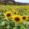 sg-11134201-7req8-m2c4544jcn3s91.webp Matahari Sunflower Seeds Flower Plant Seed 20 seeds
