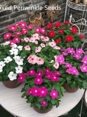 sg-11134201-821fm-mgu6zr9ufea1ae.webp Easy Growing Ready Stock 100pcs Mixed Changchun Flower Seeds Bonsai Flower Vinca Seeds Blooming Flore Pott