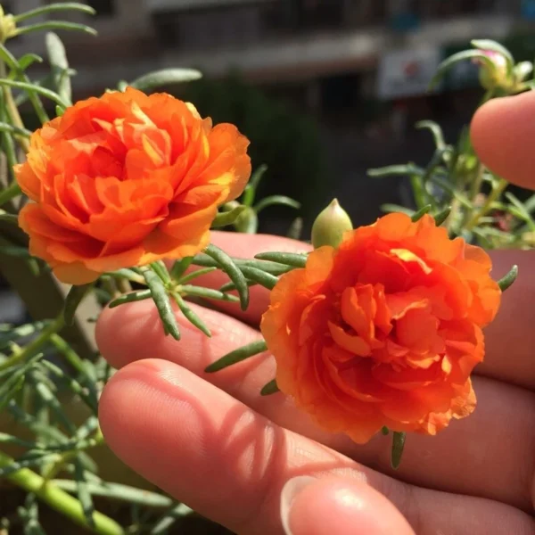 sg-11134201-821g2-mh7umud6zuoee7.webp Local Growing Mixed Color Portulaca Flower Seeds 1000pcs Seeds for Planting Flowers Moss Rose Seed Germination